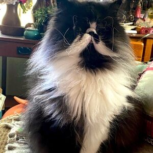 Meet your Posher, Angela